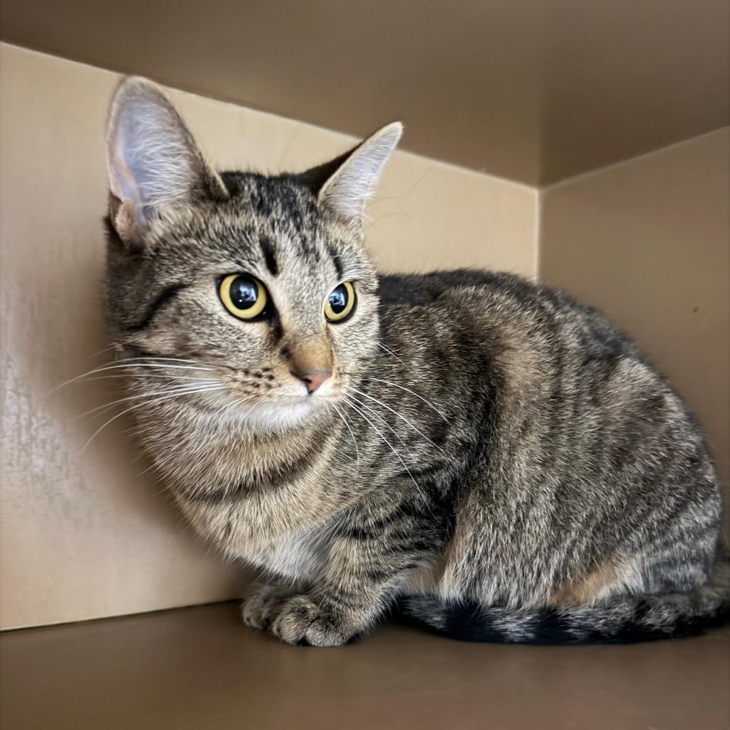 Tabby, Adoptable, Young Female Domestic Short Hair & Domestic Short Hair.