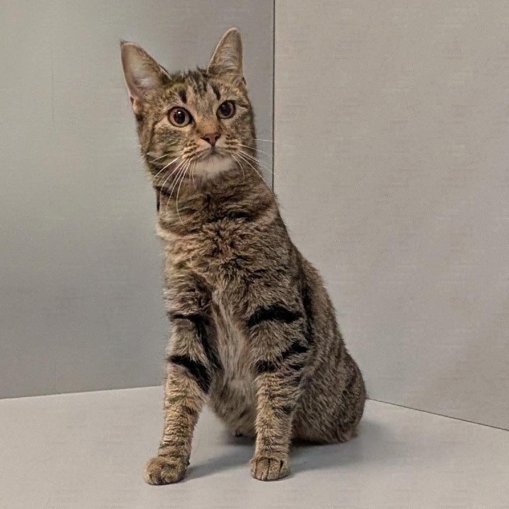 Enlarge Tabby, a Adoptable mixed breed in Madisonville, KY image 2/2