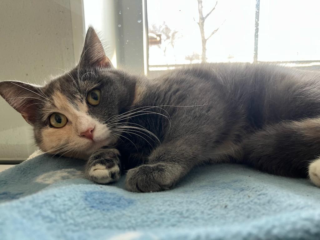 Lucy, Adoptable, Young Female Domestic Short Hair.