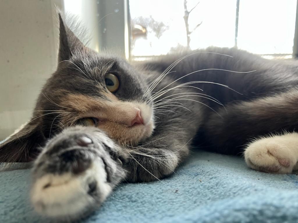 Enlarge Lucy, a Adoptable Domestic Short Hair in Mustang, OK image 2/2