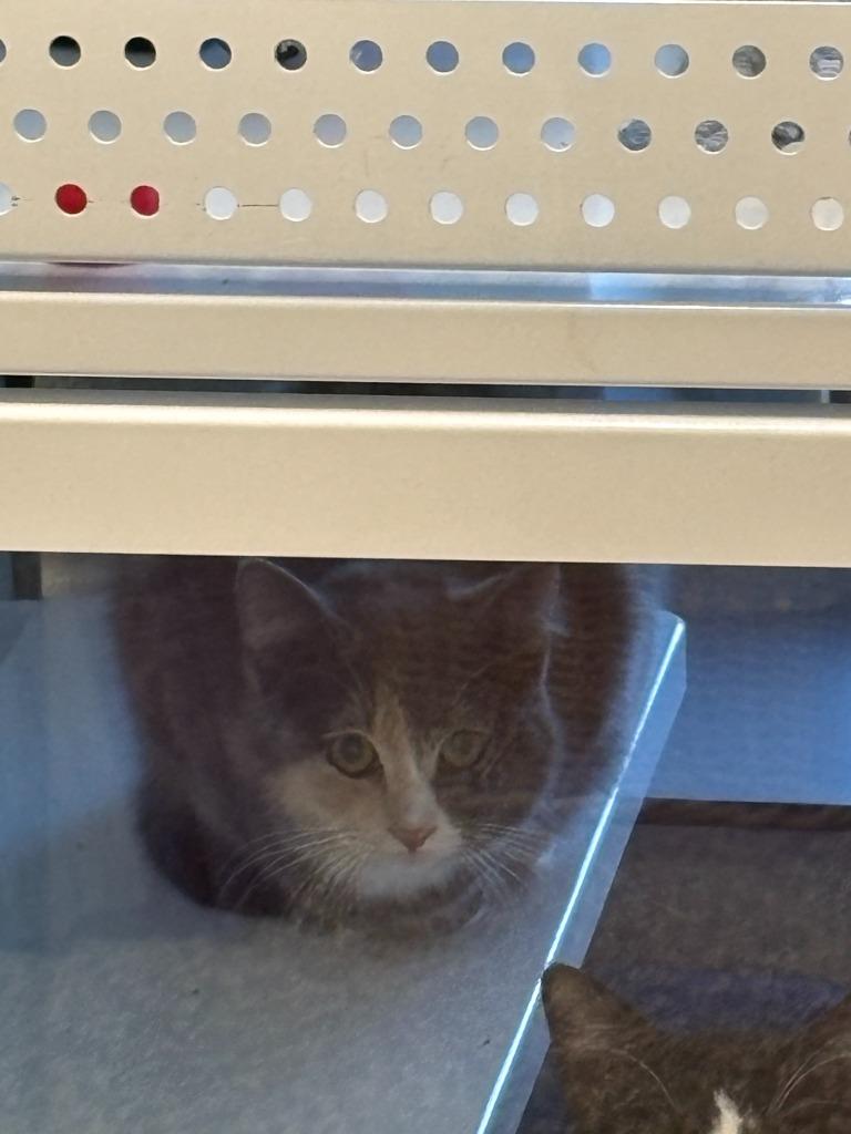 Lucy, Adoptable, Young Female Domestic Short Hair.