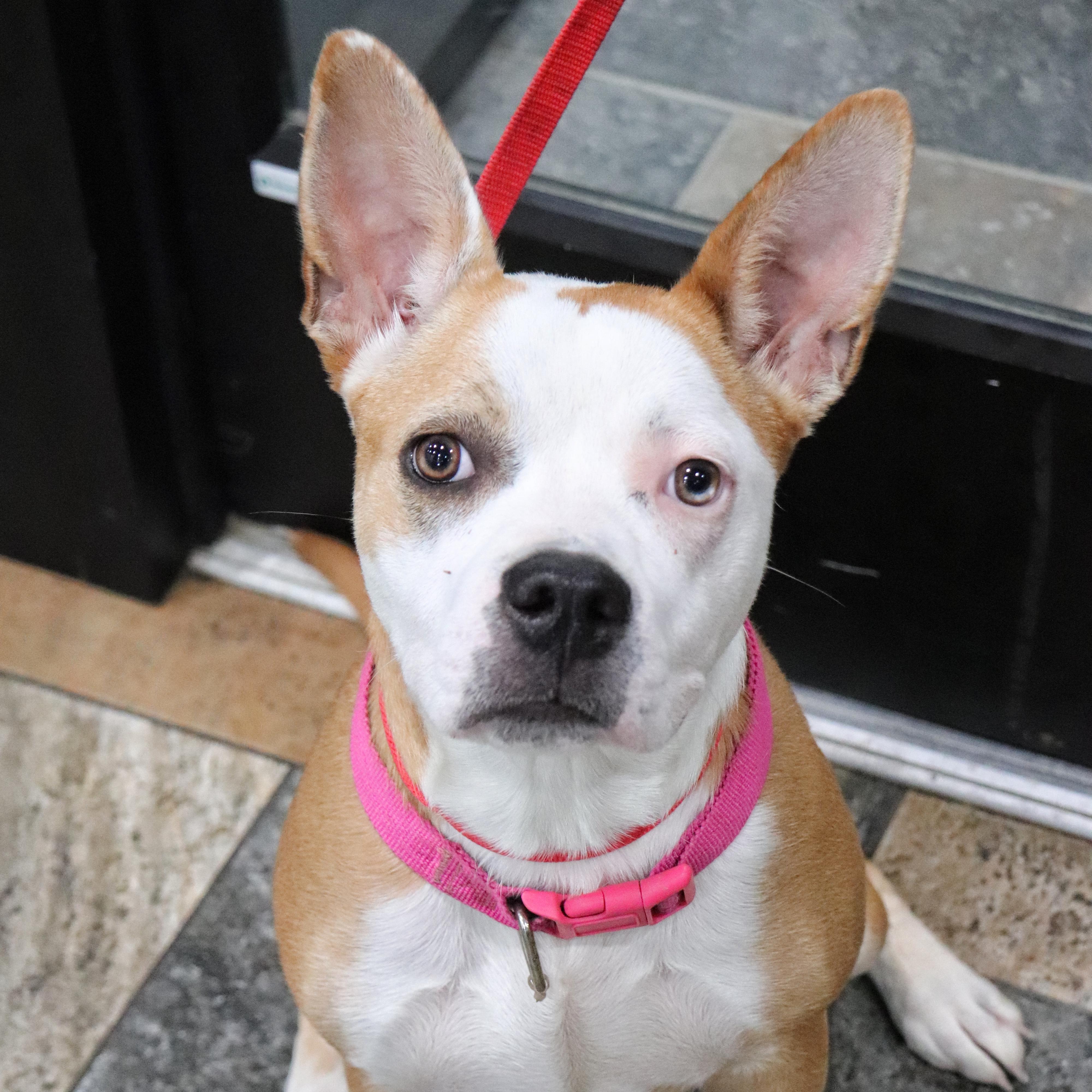 Pecan #10792, Adult Female Pit Bull Terrier