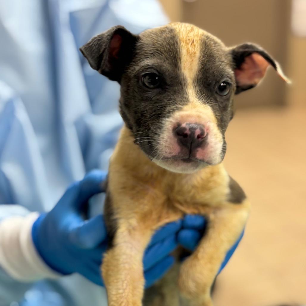 Mallard — thumbnail 2