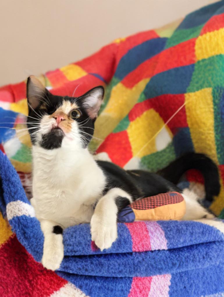 Enlarge Frida, a Adoptable Domestic Short Hair in Houston, TX image 5/6