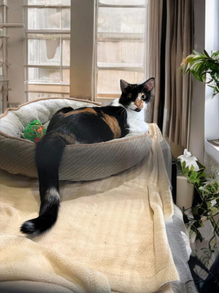 Enlarge Frida, a Adoptable Domestic Short Hair in Houston, TX image 3/6