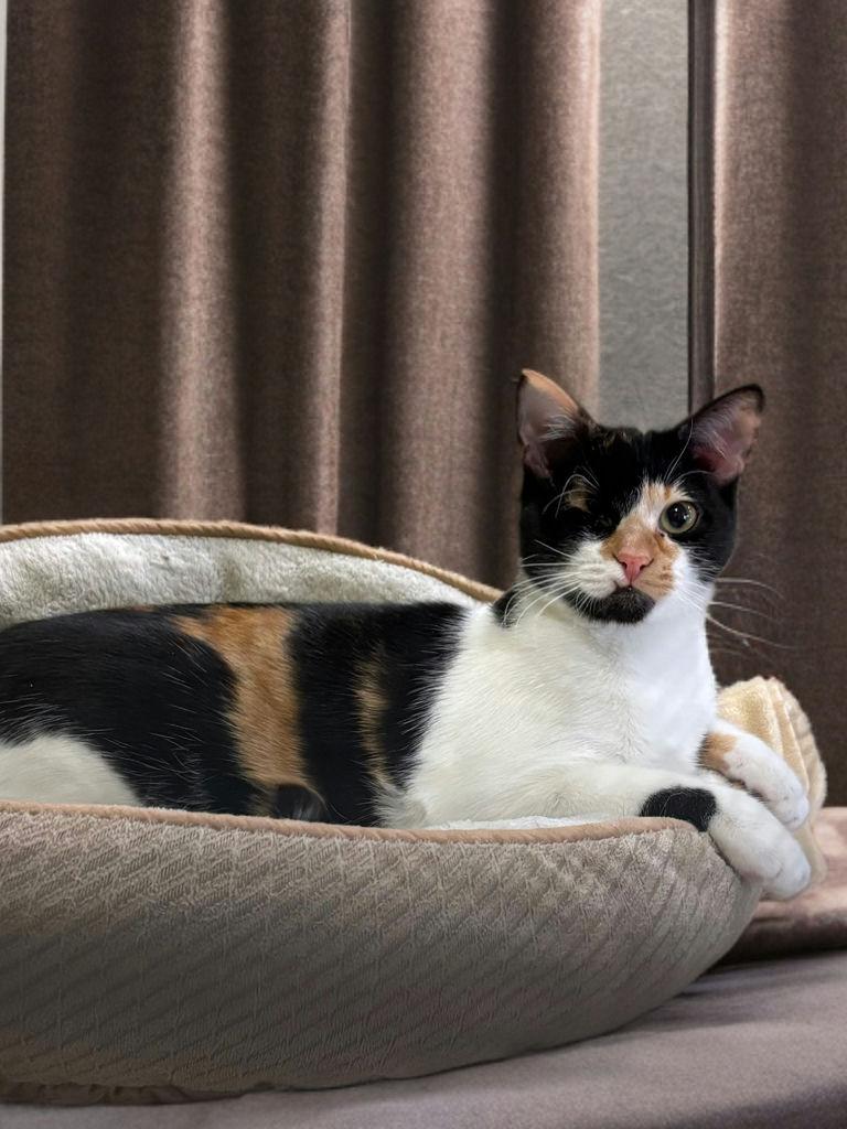 Enlarge Frida, a Adoptable Domestic Short Hair in Houston, TX image 2/6