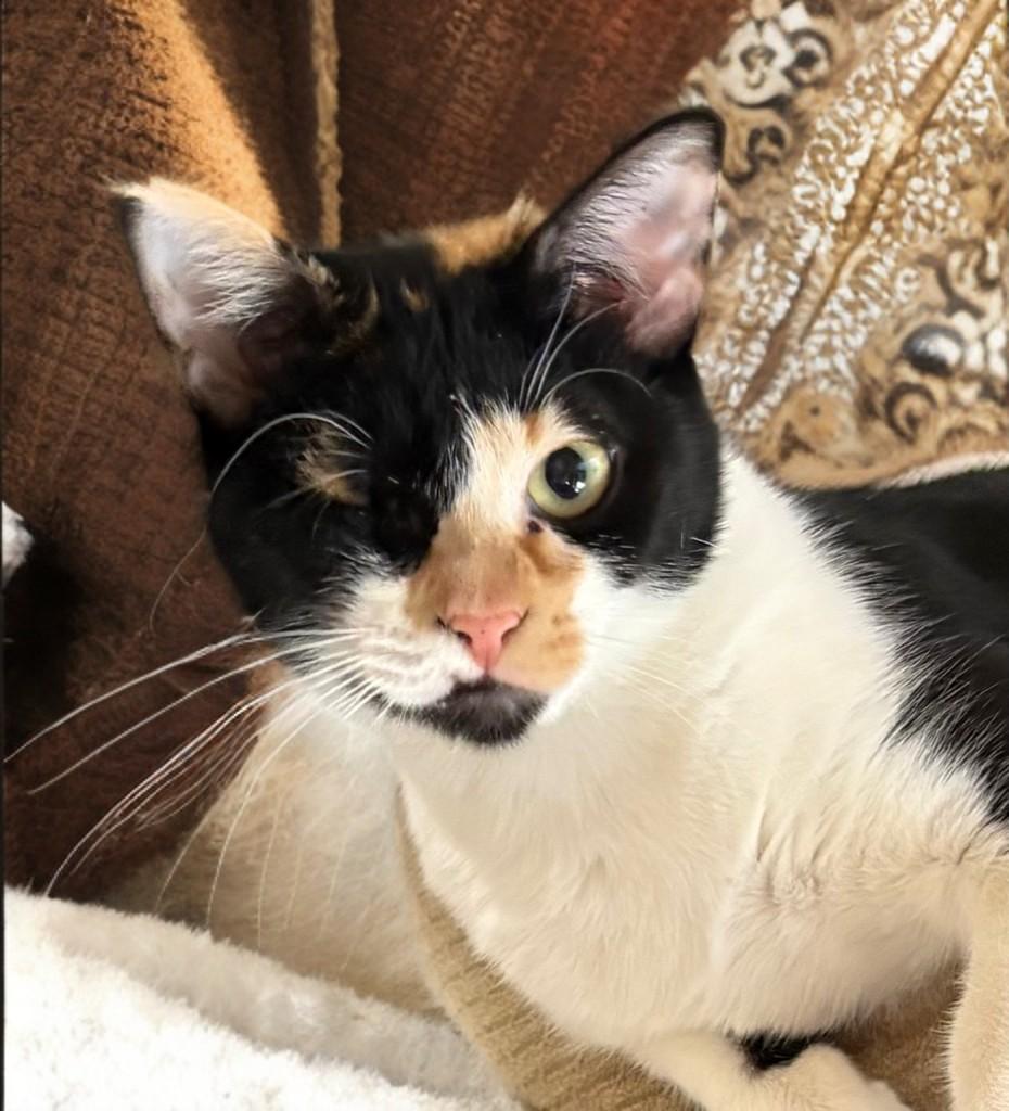 Enlarge Frida, a Adoptable Domestic Short Hair in Houston, TX image 4/6