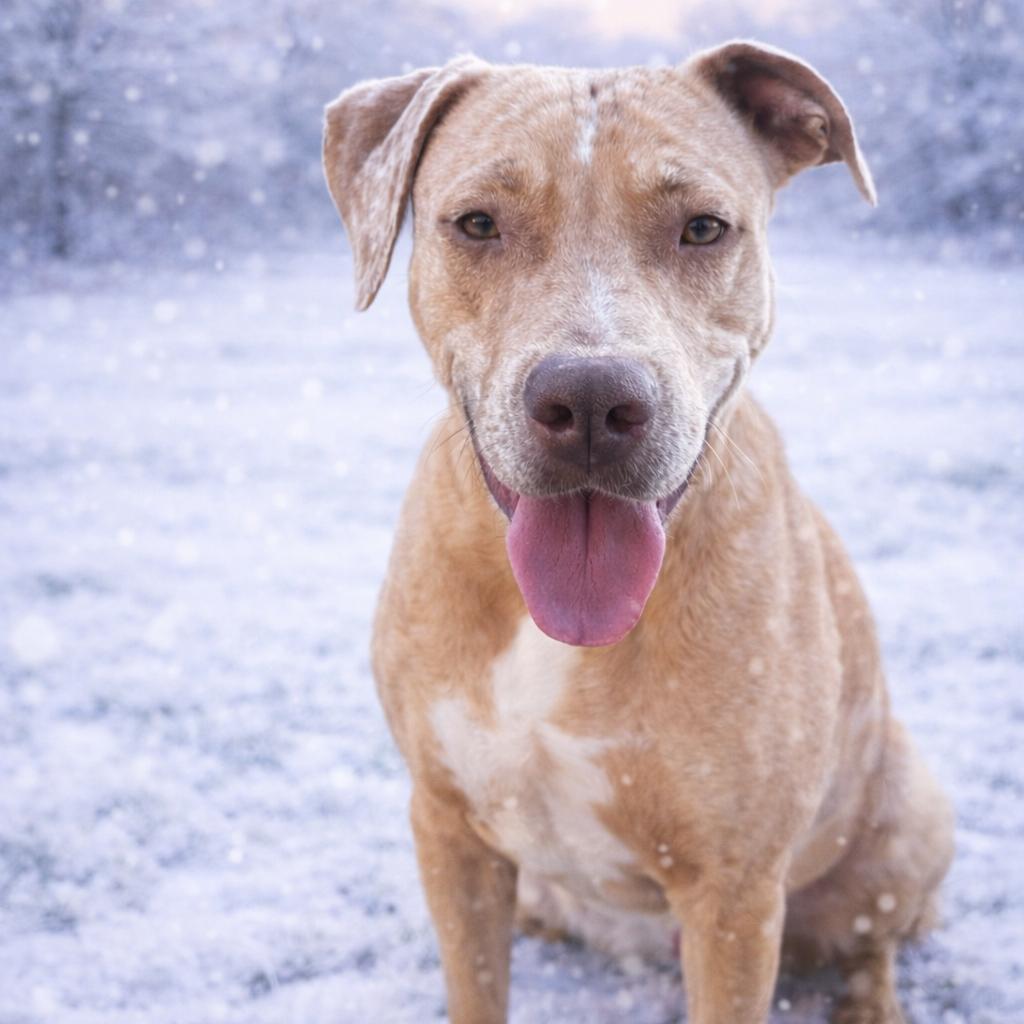 Giselle, ADOPTABLE, Adult Female Mixed Breed.