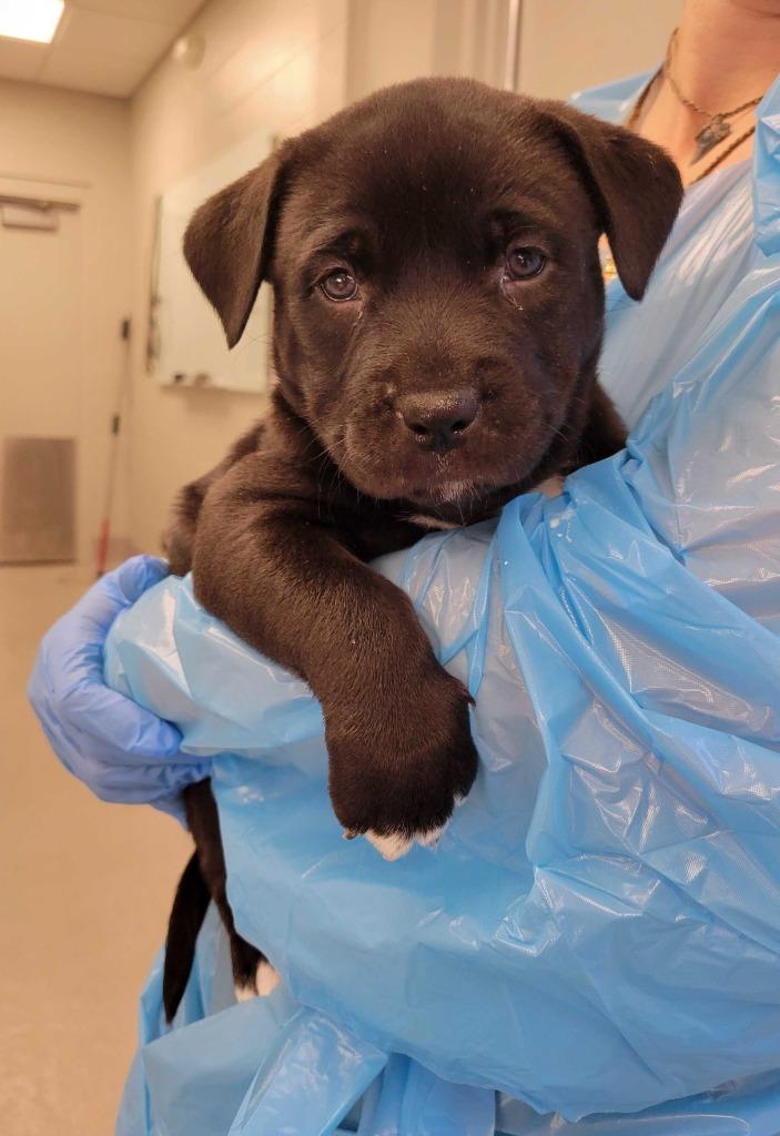 Enlarge Guinea, a Adoptable Pit Bull Terrier in Chillicothe, OH image 1/1