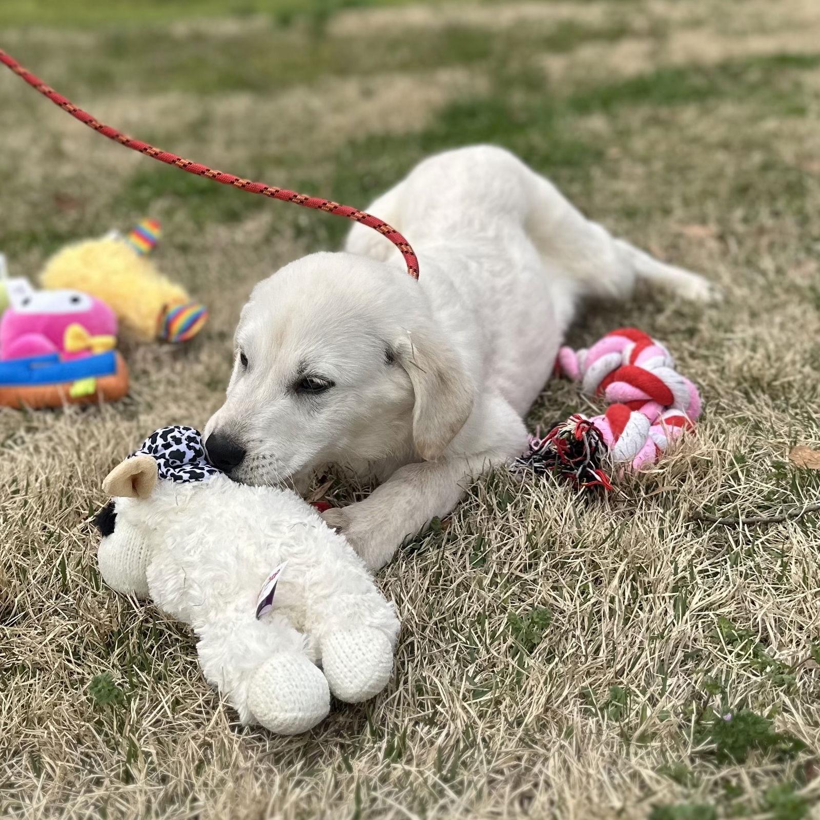 GHOSTY, Adopted, Puppy Male Great Pyrenees.
