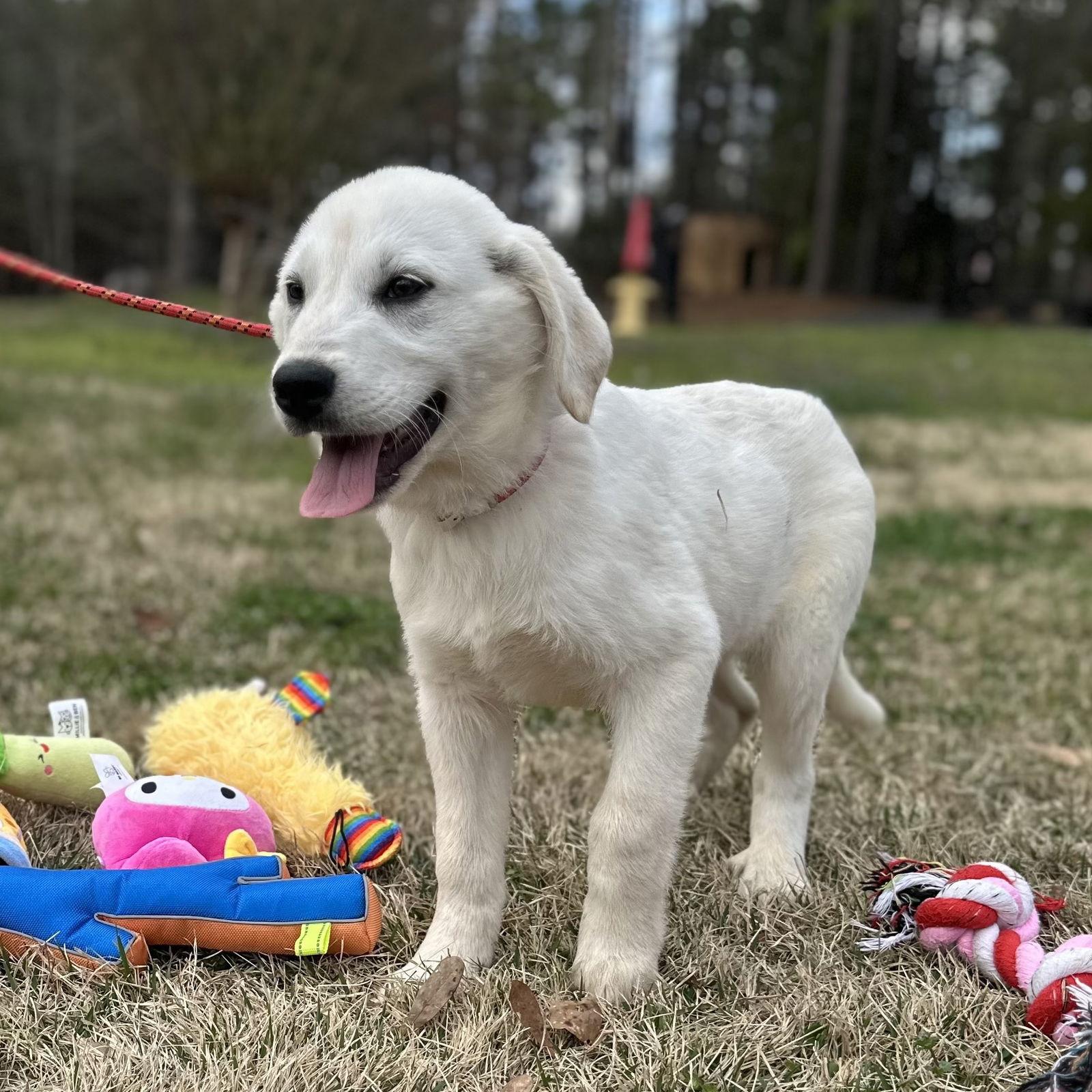 Enlarge GHOSTY, a Adopted Great Pyrenees in Locust Fork, AL image 2/3