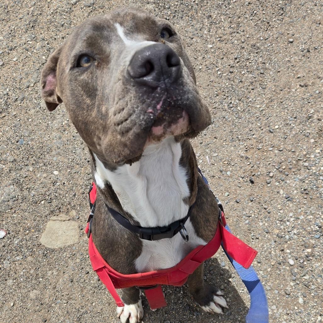 Rusty, a Adoptable American Staffordshire Terrier in Taos, NM image 1/5