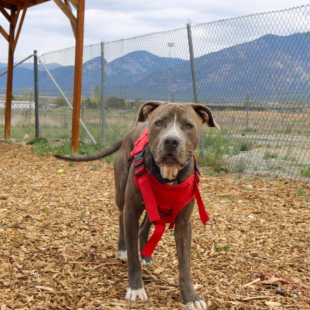 Rusty, a Adoptable American Staffordshire Terrier in Taos, NM image 1/2