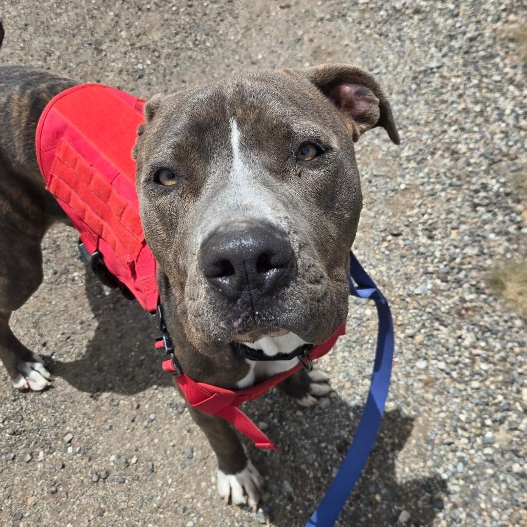 Rusty, a Adoptable American Staffordshire Terrier in Taos, NM image 3/5