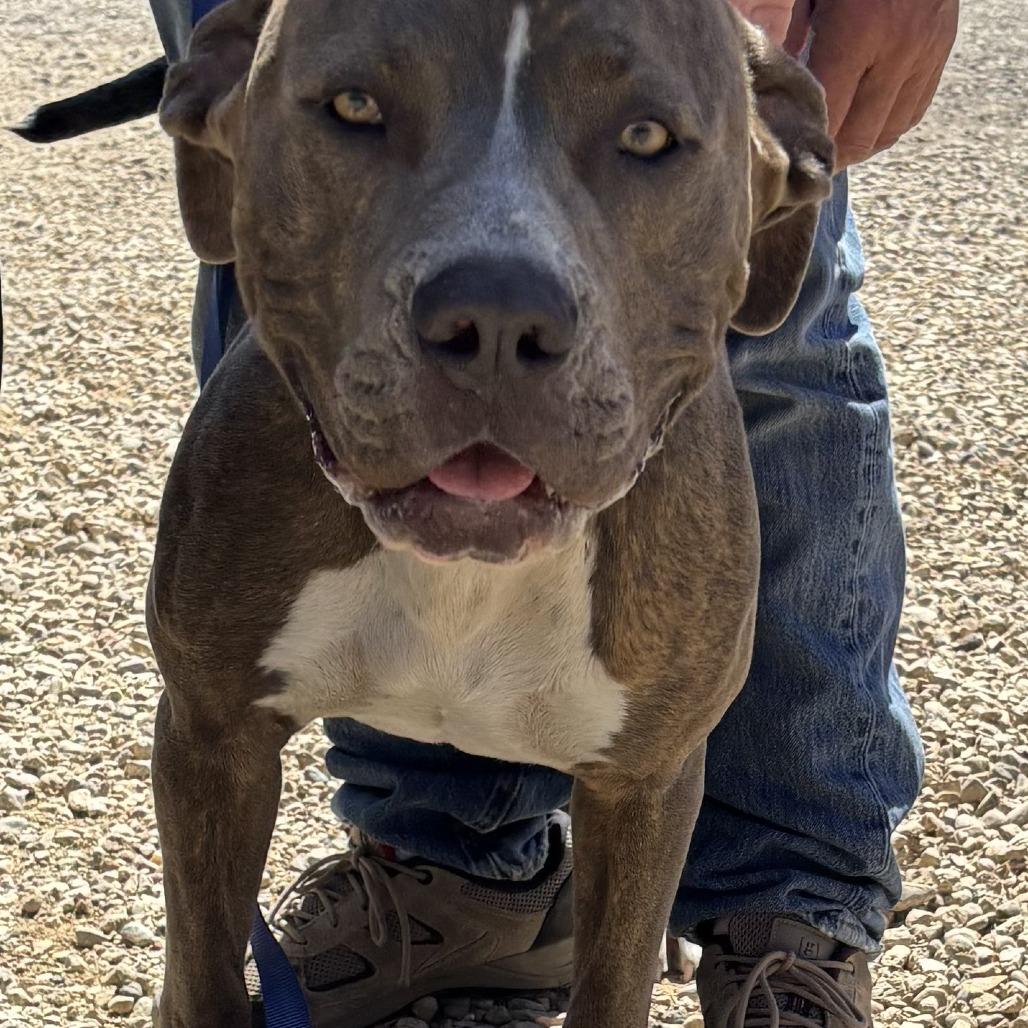 Rusty, a Adoptable American Staffordshire Terrier in Taos, NM image 2/2