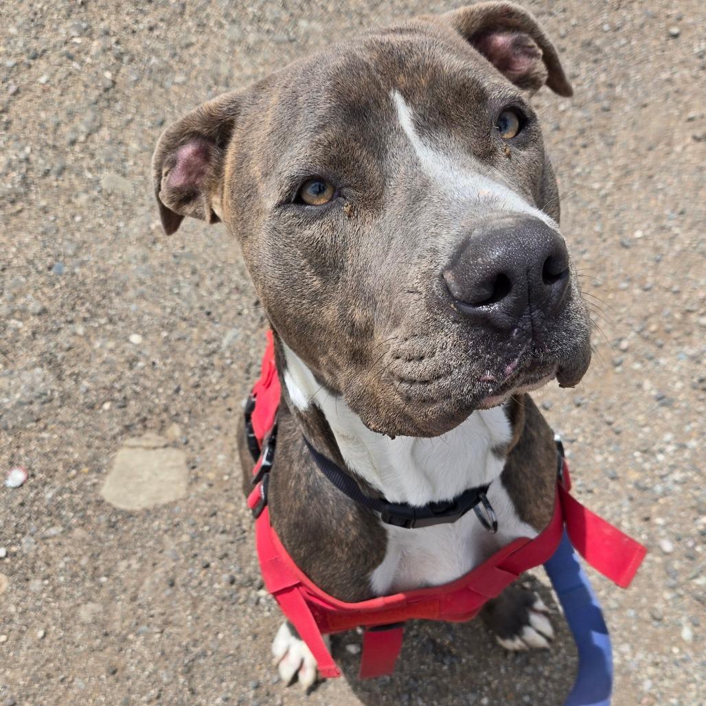 Rusty, a Adoptable American Staffordshire Terrier in Taos, NM image 5/5