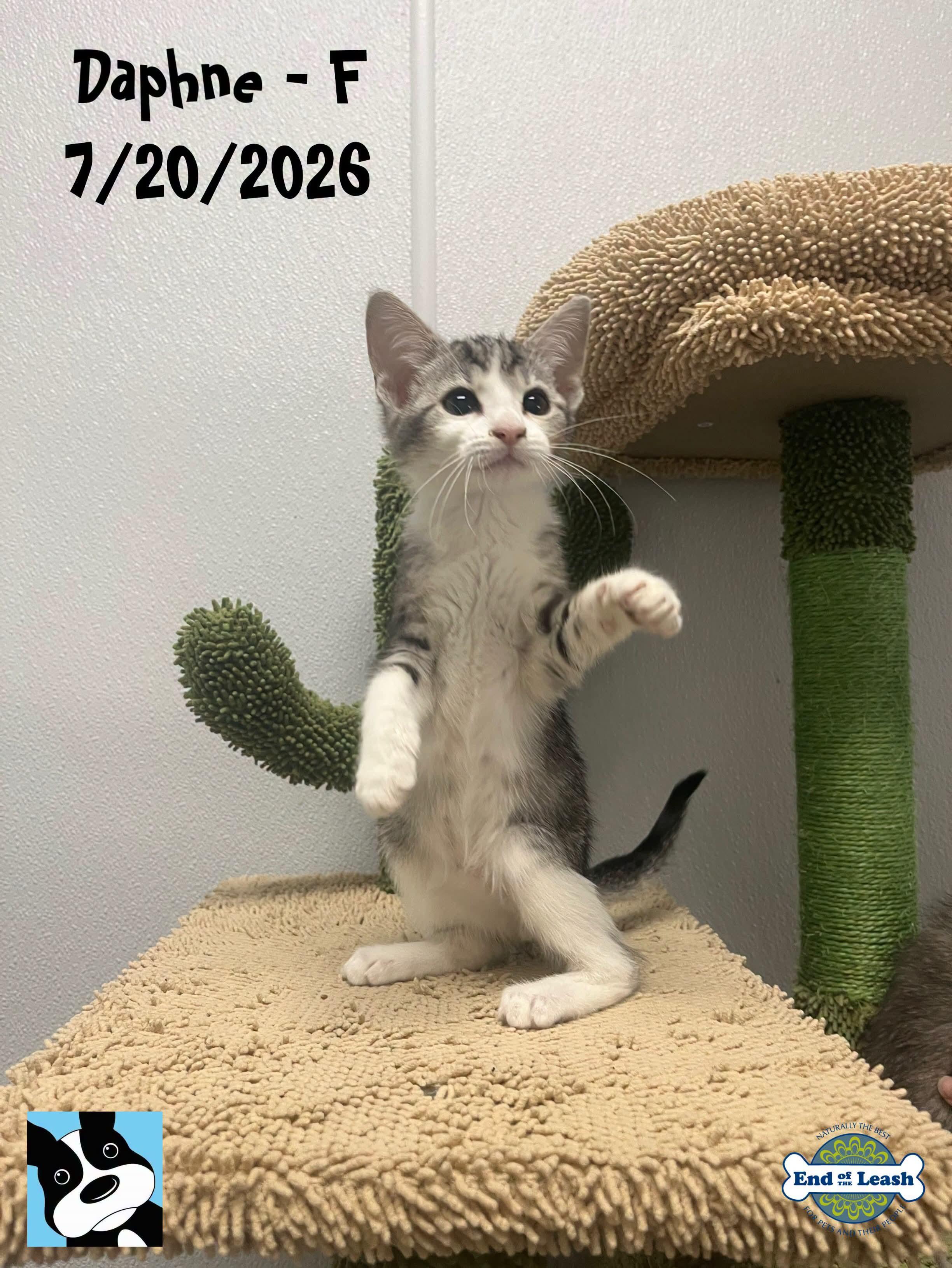 Daphne - Sweet and affectionate kitten, Adoptable, Kitten Female Domestic Short Hair.