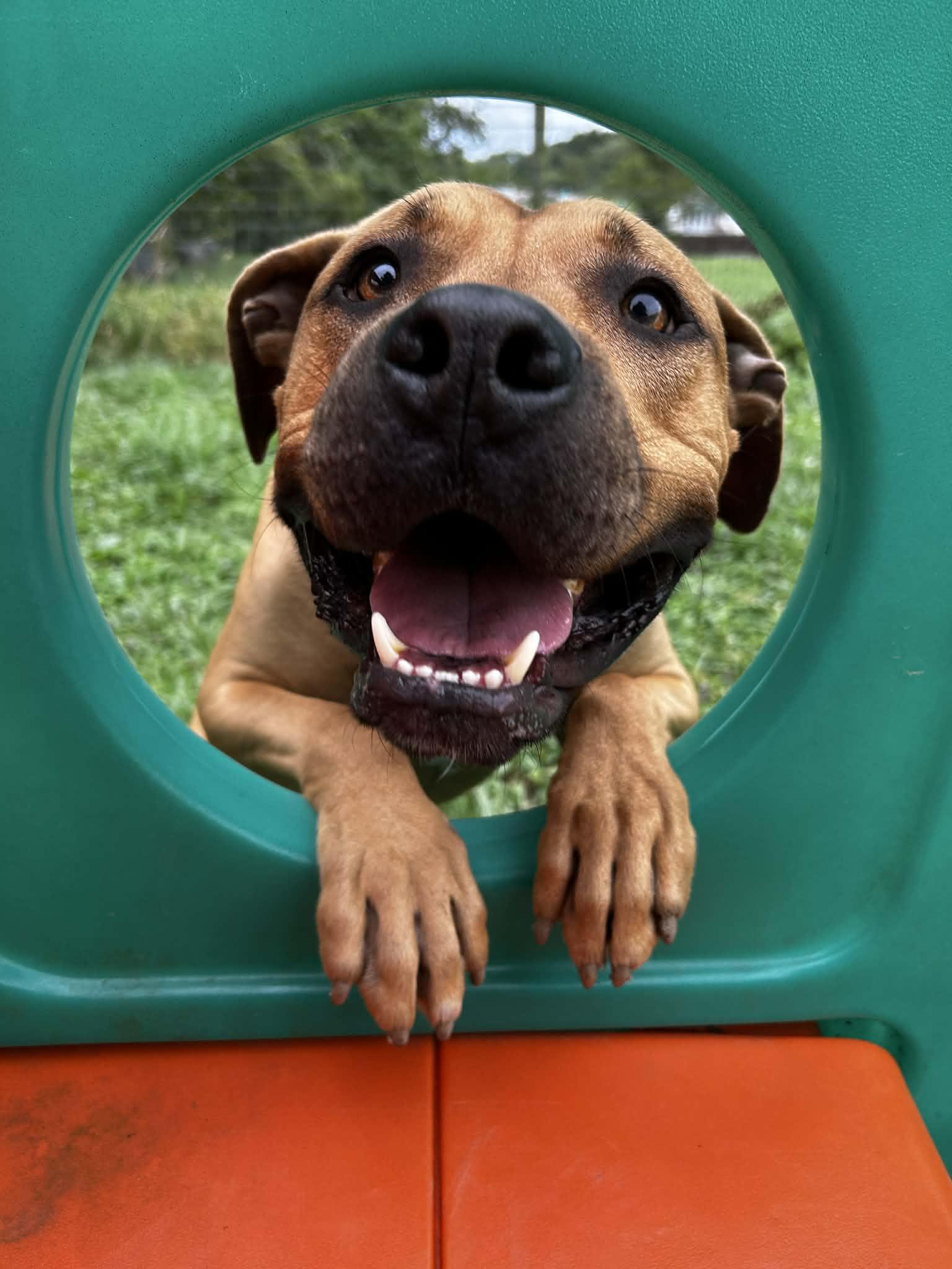 JuJu, a ADOPTABLE mixed breed in Brunswick, OH image 1/6