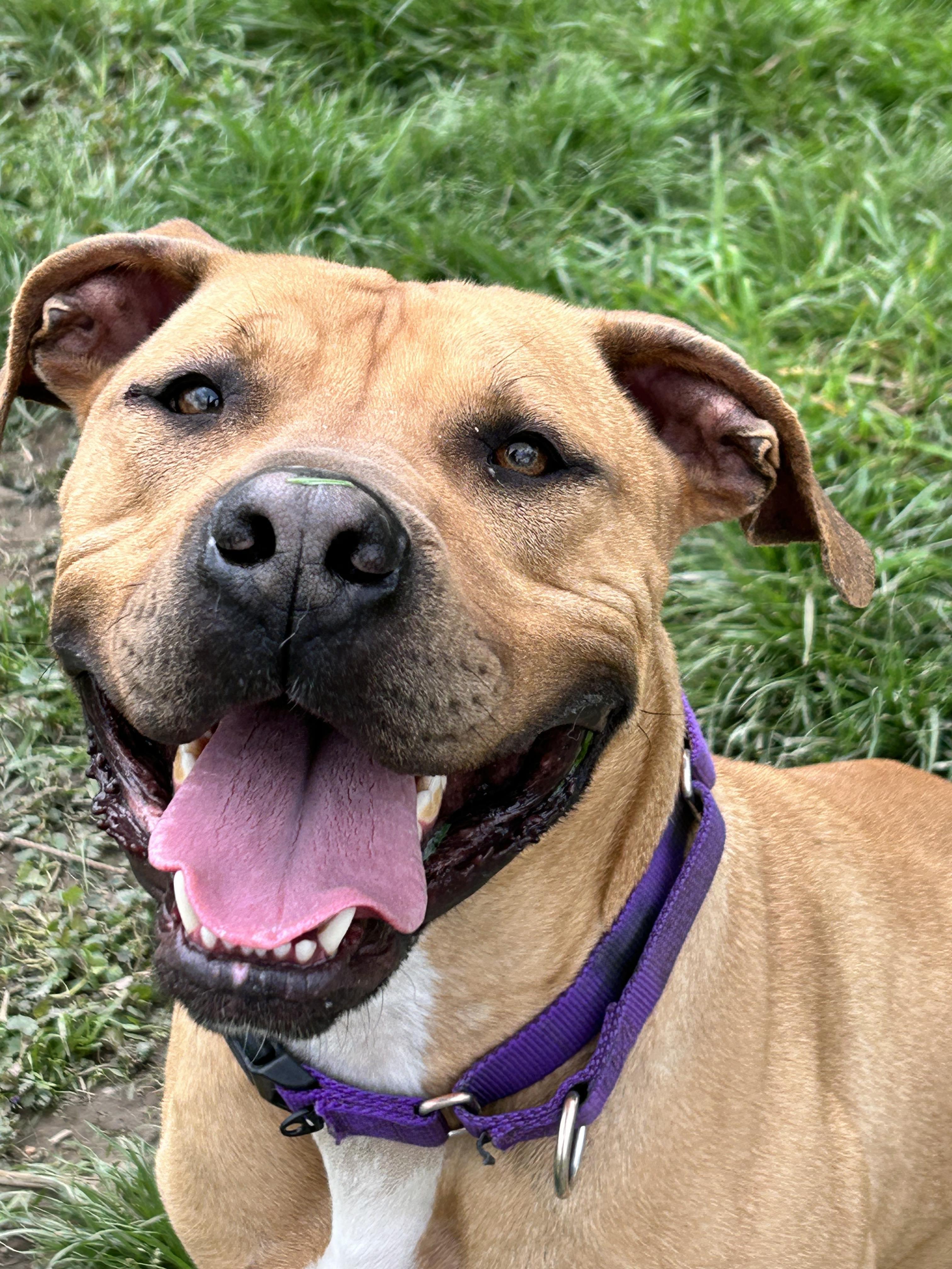 JuJu, a ADOPTABLE mixed breed in Brunswick, OH image 4/6