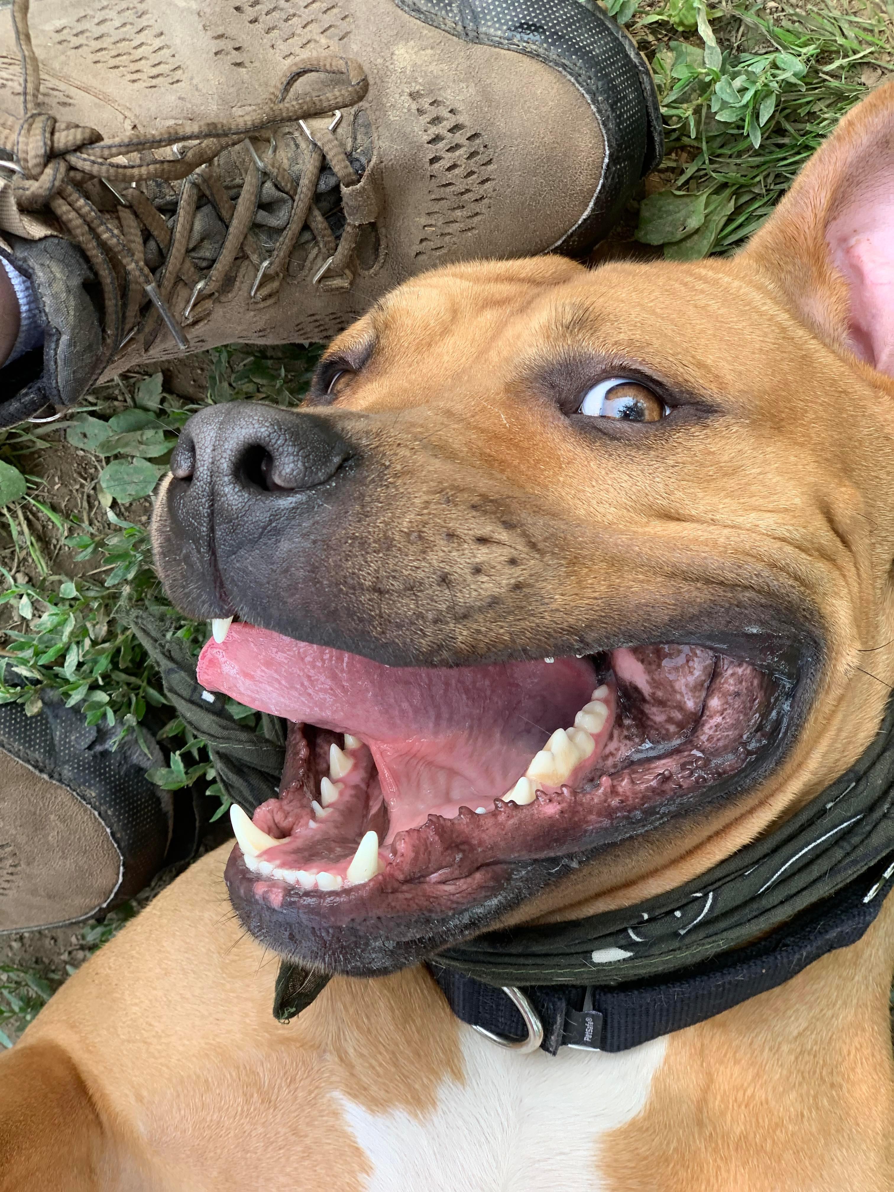 JuJu, a ADOPTABLE mixed breed in Brunswick, OH image 2/6