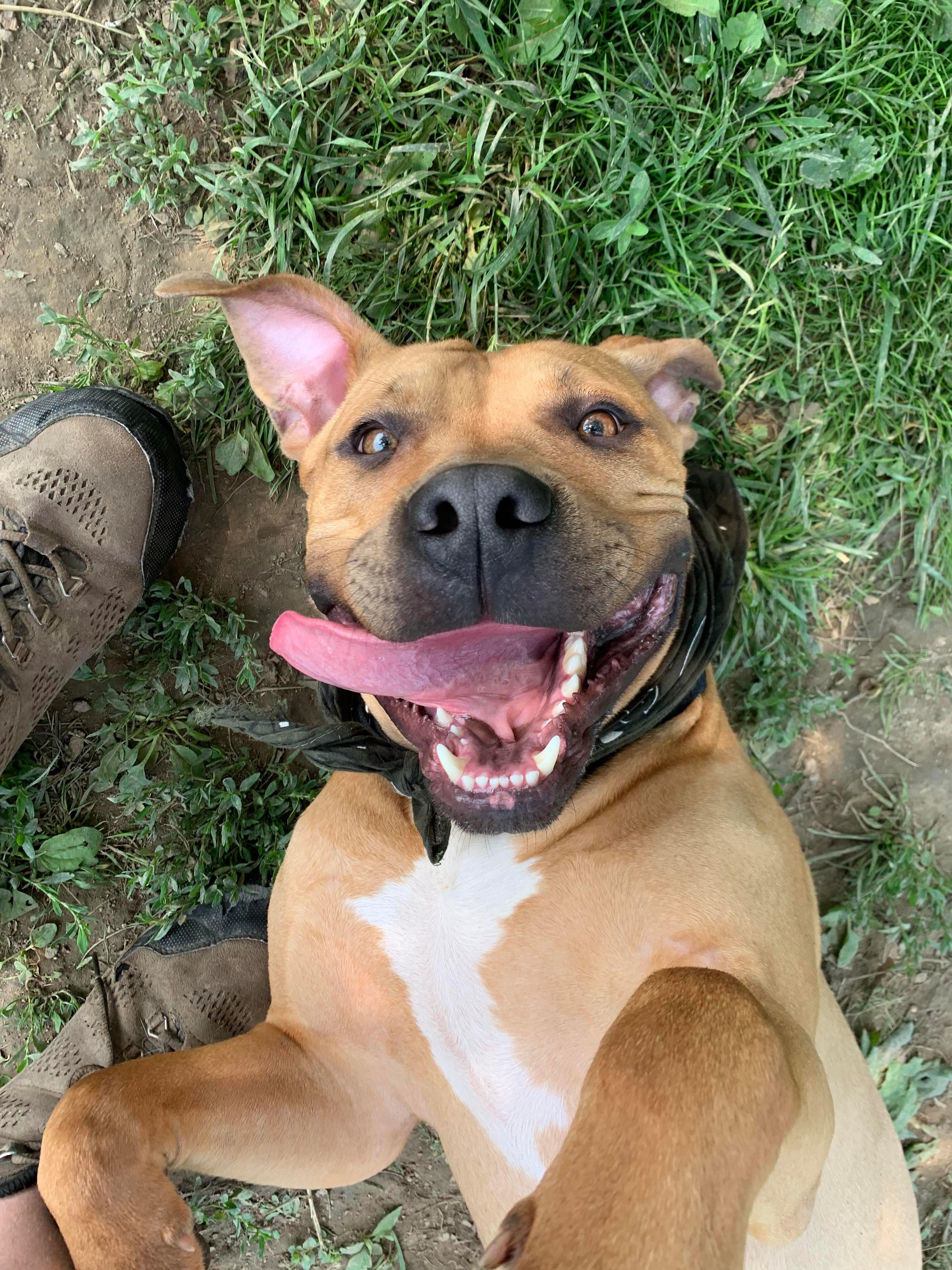 JuJu, a ADOPTABLE mixed breed in Brunswick, OH image 3/6