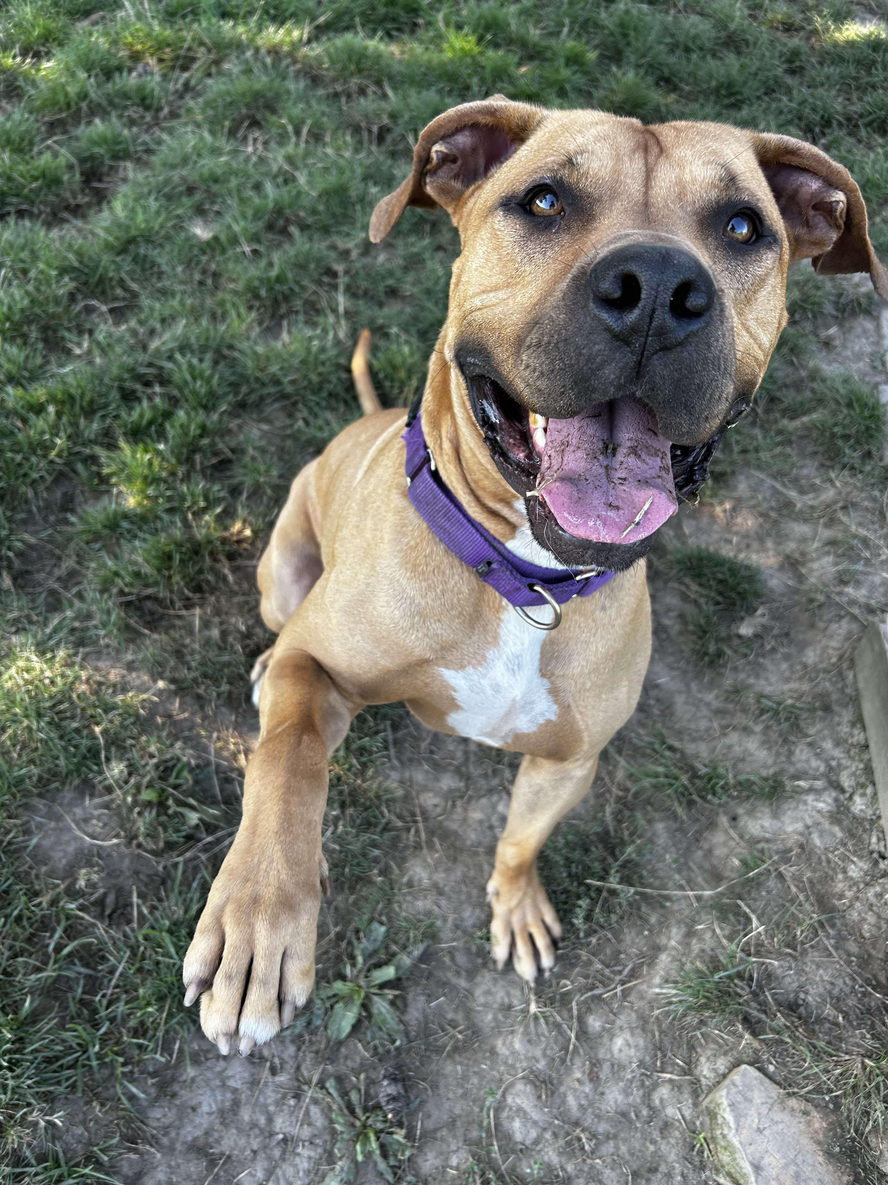 JuJu, a ADOPTABLE mixed breed in Brunswick, OH image 5/6