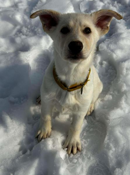 Enlarge Brock, a ADOPTABLE mixed breed in Brunswick, OH image 2/6