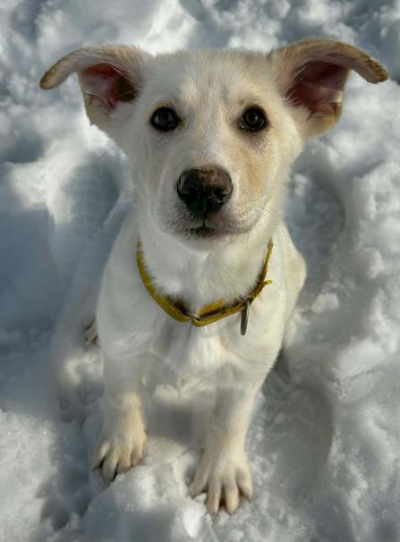 Enlarge Brock, a ADOPTABLE mixed breed in Brunswick, OH image 1/6