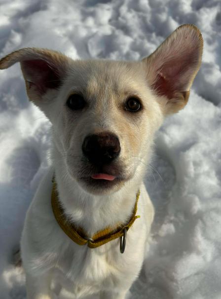 Enlarge Brock, a ADOPTABLE mixed breed in Brunswick, OH image 3/6