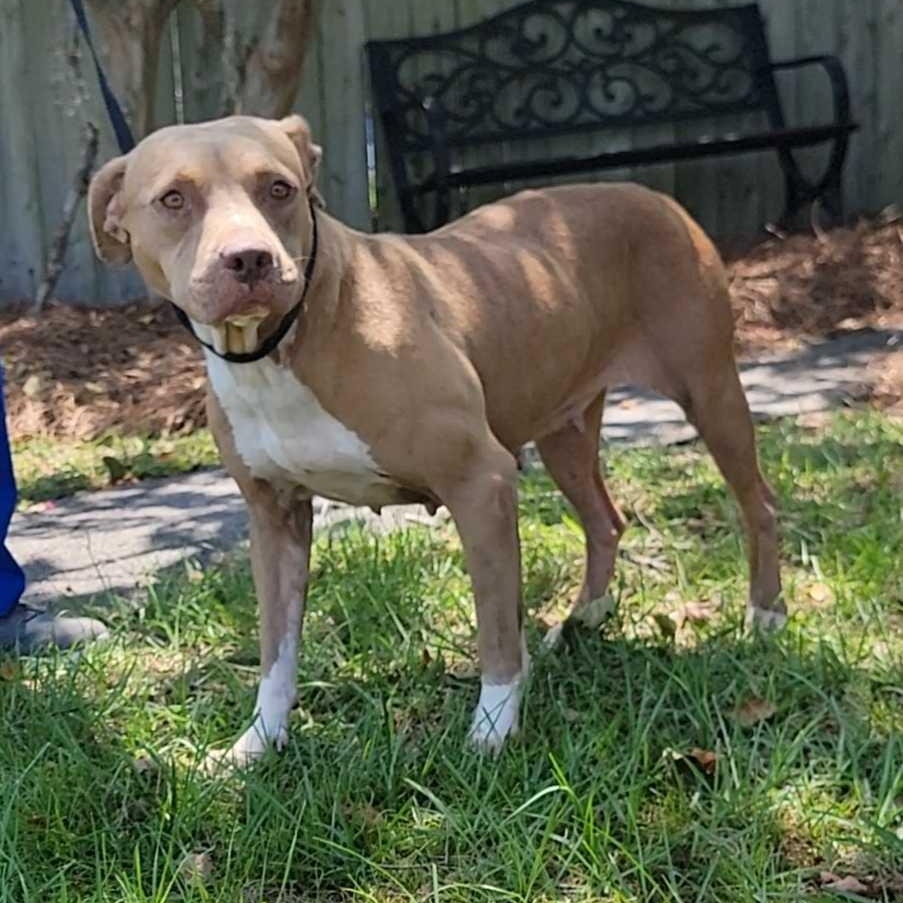 Enlarge Topaz, a ADOPTABLE mixed breed in Valdosta, GA image 2/2