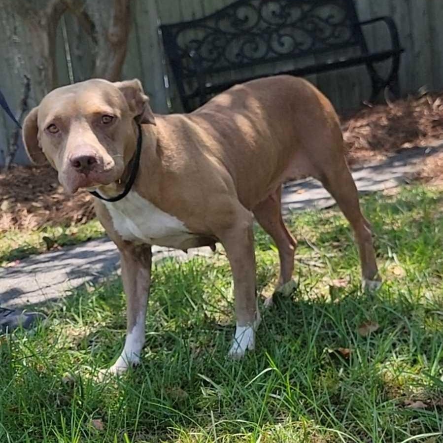 Topaz, ADOPTABLE, Young Female Pit Bull Terrier.
