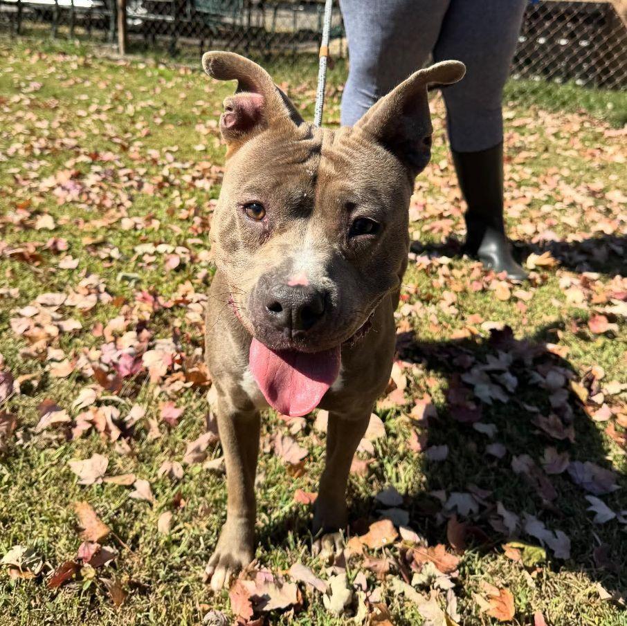 Enlarge Gina, a Adoptable mixed breed in Perth Amboy, NJ image 2/5