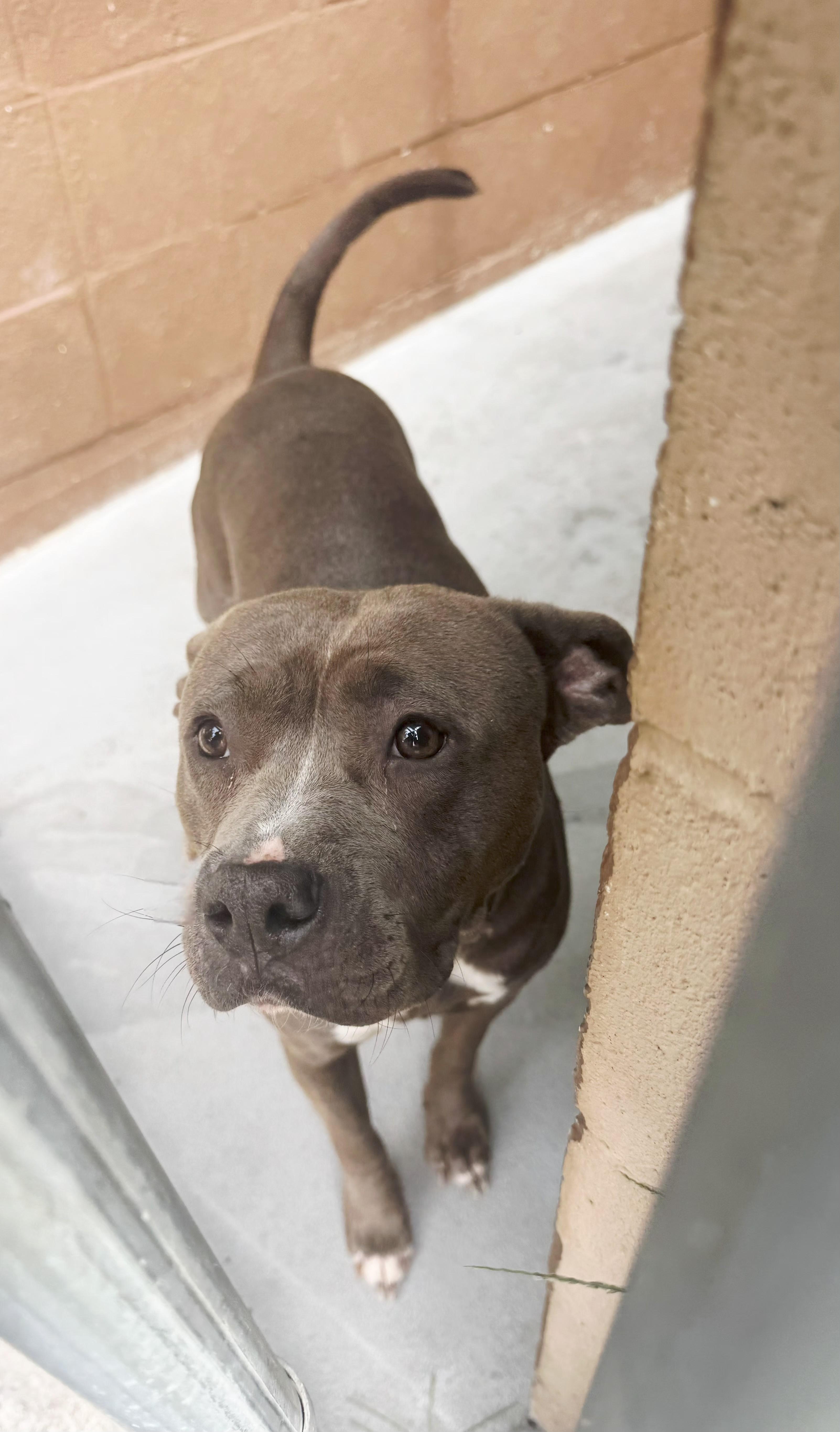 Enlarge Gina, a Adoptable mixed breed in Perth Amboy, NJ image 4/5