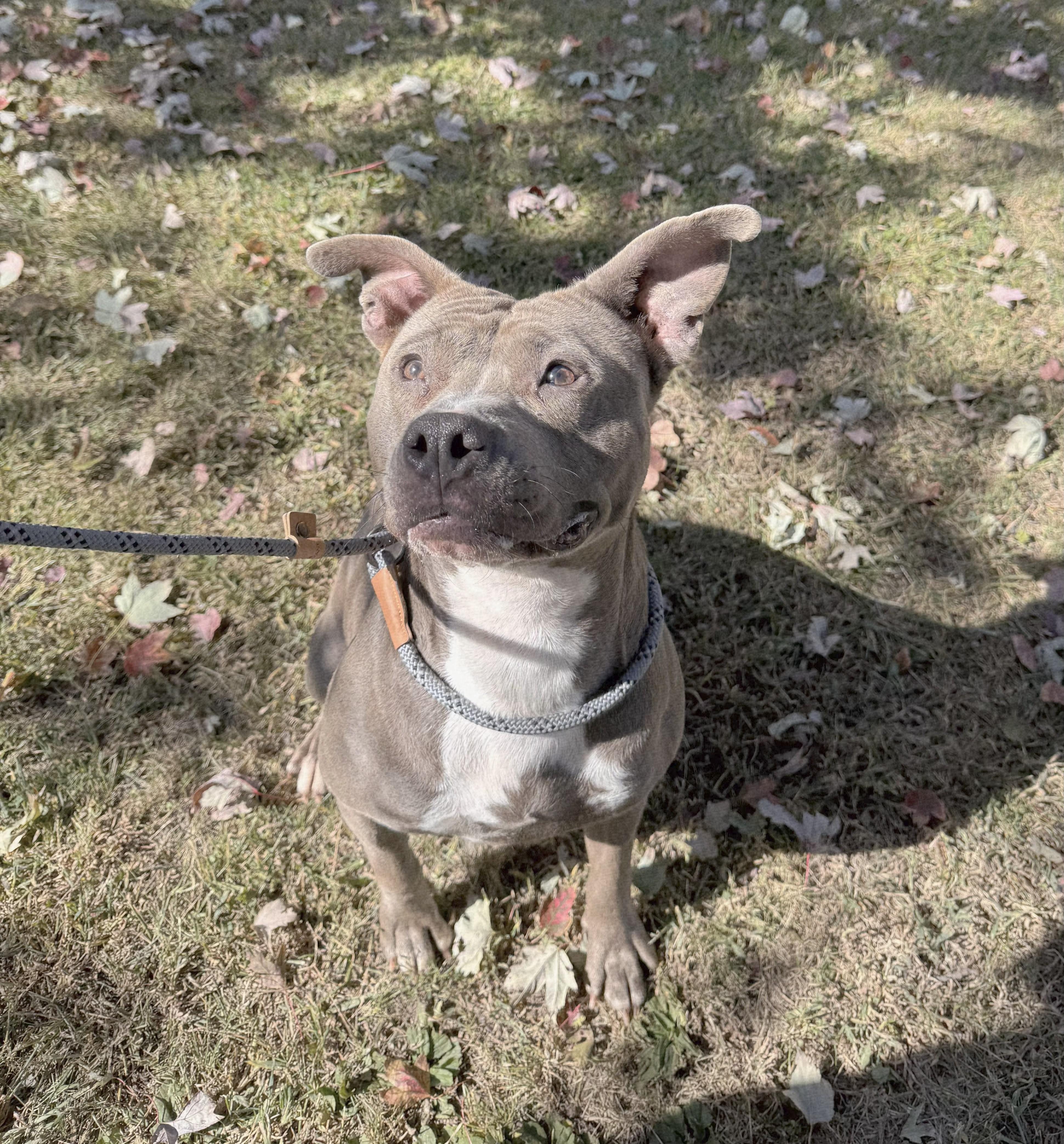 Enlarge Gina, a Adoptable mixed breed in Perth Amboy, NJ image 3/5