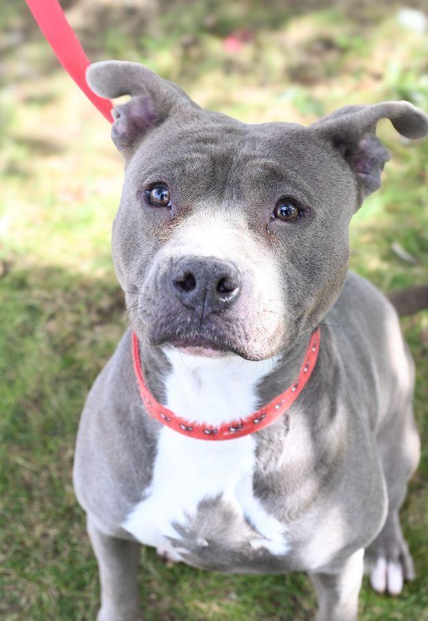 Enlarge Gina, a Adoptable mixed breed in Perth Amboy, NJ image 1/5