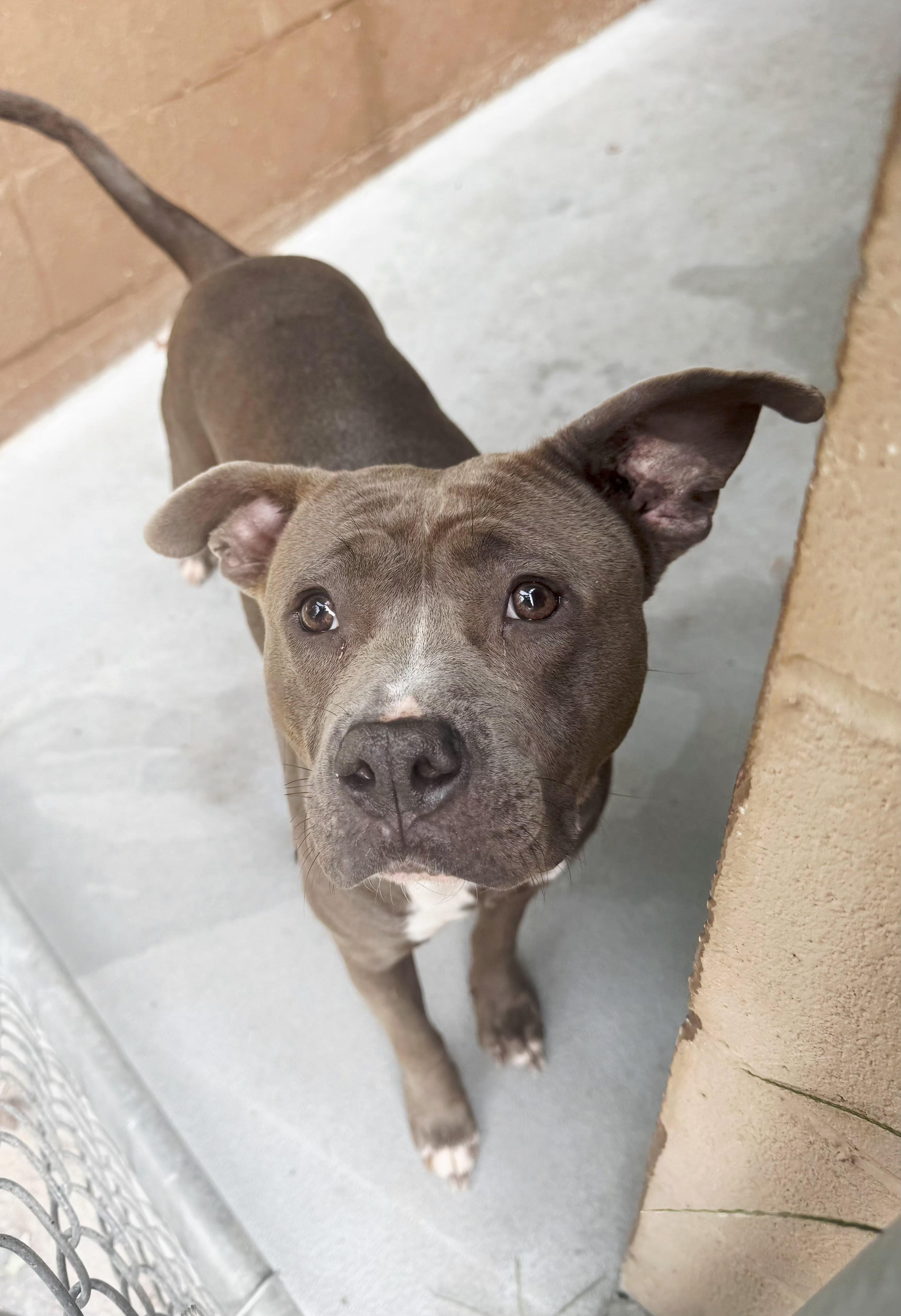 Enlarge Gina, a Adoptable mixed breed in Perth Amboy, NJ image 5/5