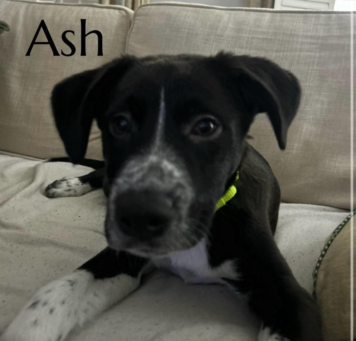 Ash, Adoptable, Puppy Male Shepherd & Pit Bull Terrier.