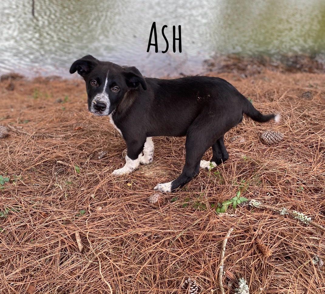 Ash, a Adoptable mixed breed in Pembroke, MA image 2/3