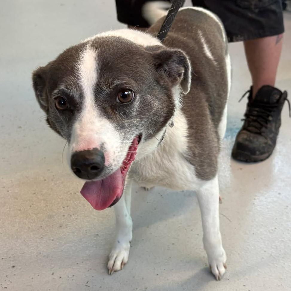 Kanga, Adoptable, Senior Female Mixed Breed.