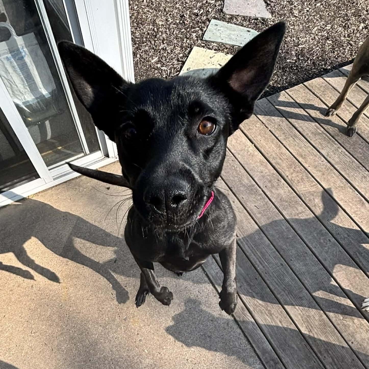 Enlarge Meet KIWI , a ADOPTABLE mixed breed in Blue Bell, PA image 1/6