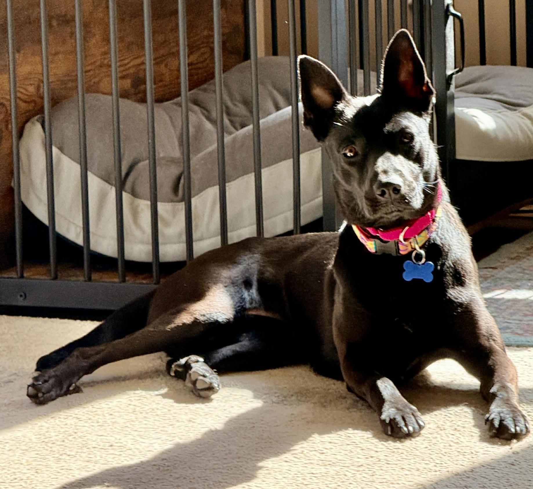Enlarge Meet KIWI , a ADOPTABLE mixed breed in Blue Bell, PA image 3/6