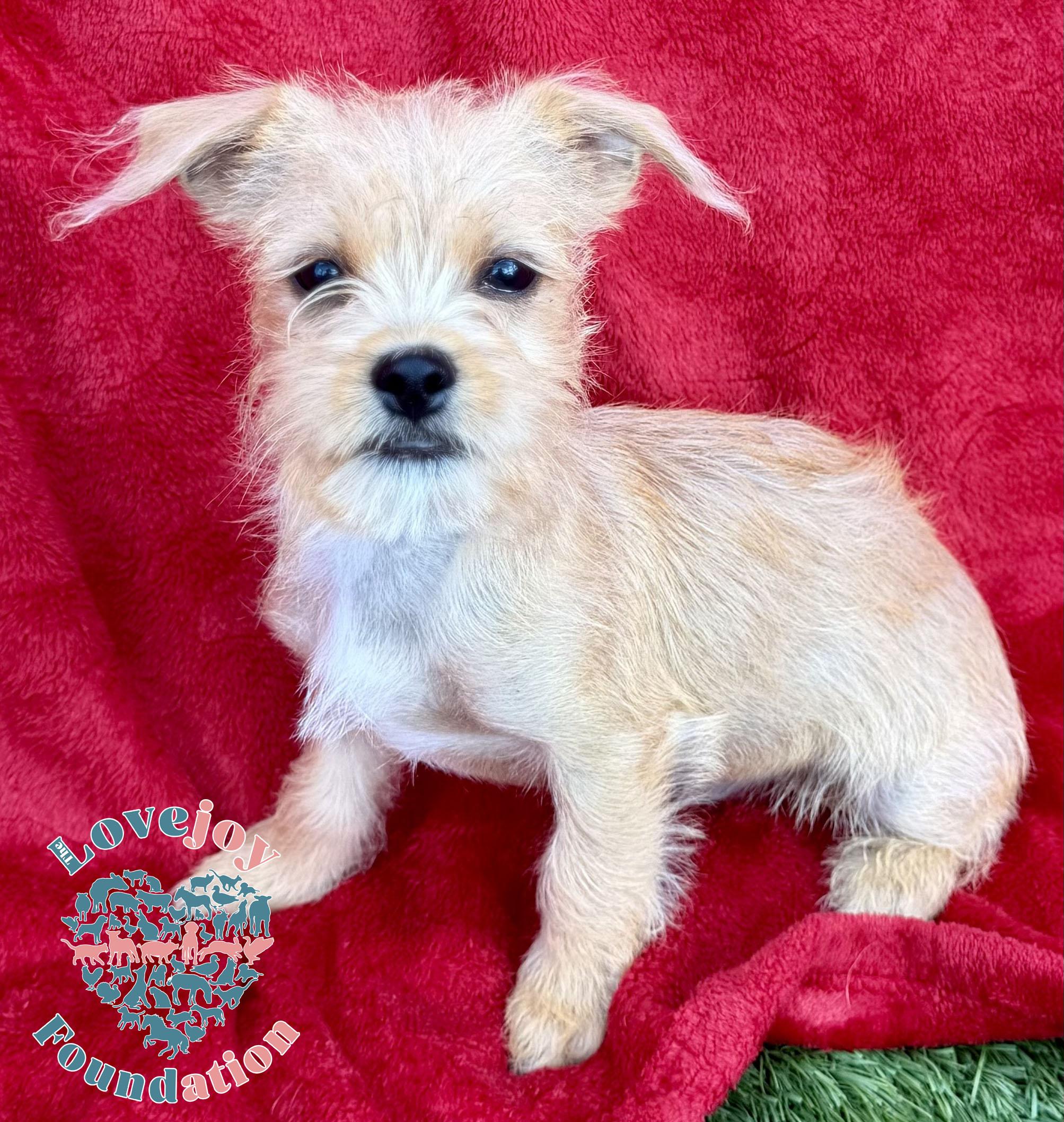 Osita Litter-Osita COH