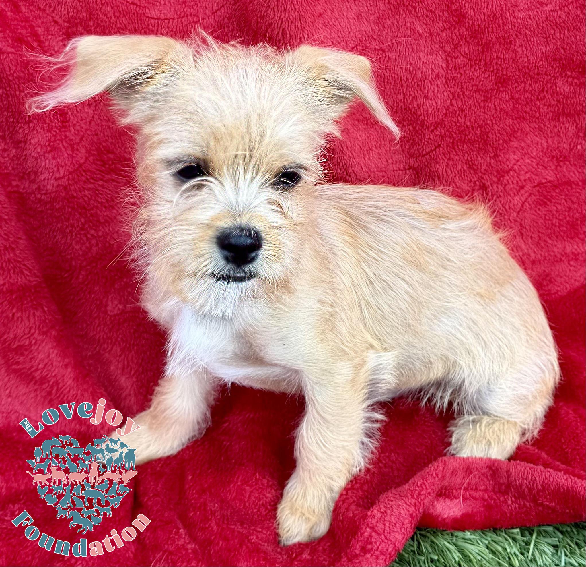 Osita Litter-Osita COH