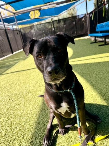 Krystal, Adoptable, Adult Female Labrador Retriever & Mixed Breed.