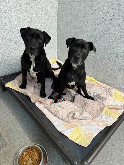 Enlarge Krystal, a Adoptable mixed breed in Roseville, CA image 2/3