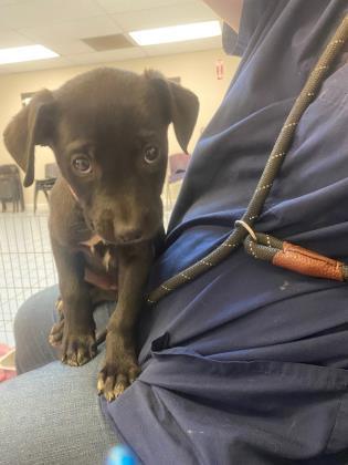 Enlarge Krystal, a Adoptable mixed breed in Roseville, CA image 3/3