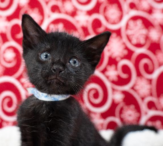 Enlarge Salem, a Adoptable Domestic Short Hair in Lafayette, LA image 2/3