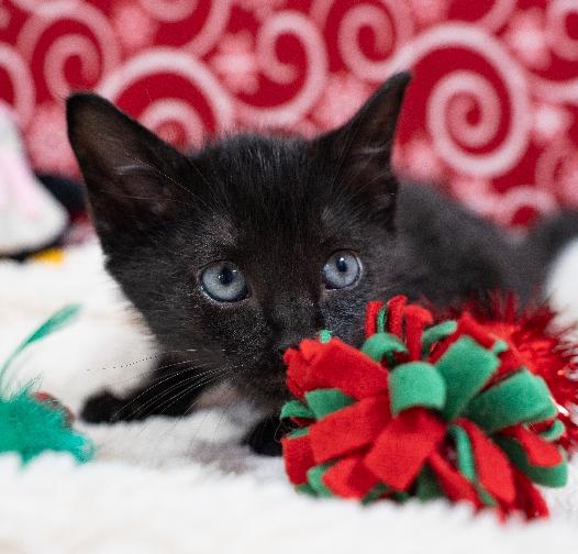 Enlarge Salem, a Adoptable Domestic Short Hair in Lafayette, LA image 1/3