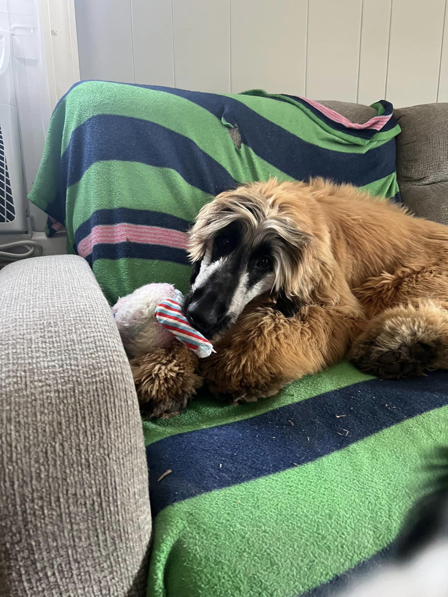 Enlarge Crackers, a Adopted Afghan Hound in Hathorne, MA image 1/1