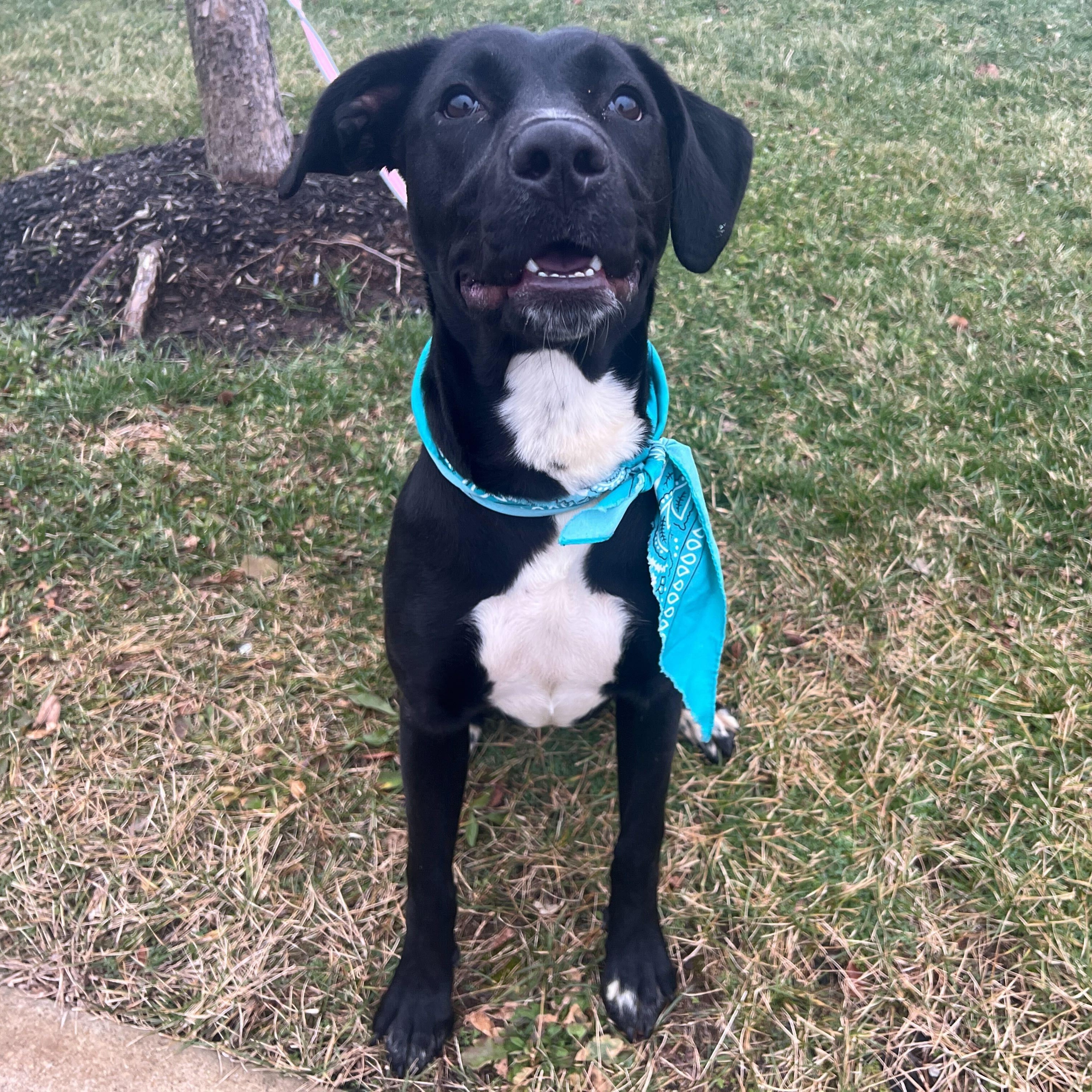 Athena , adoptable, Young Female Mixed Breed.